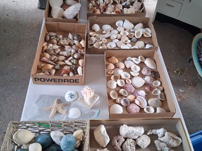 Large seashell collection