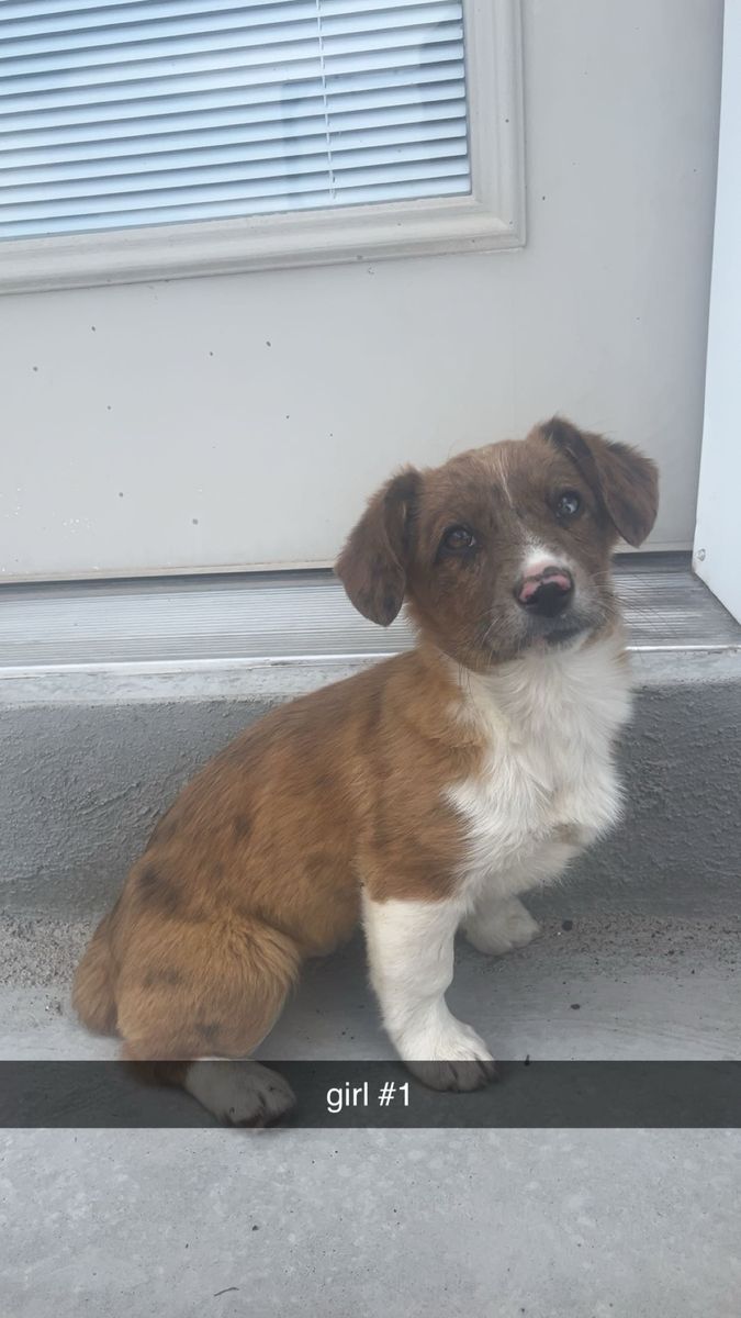 Corgi -Aussie puppies