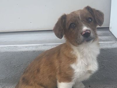 Corgi -Aussie puppies