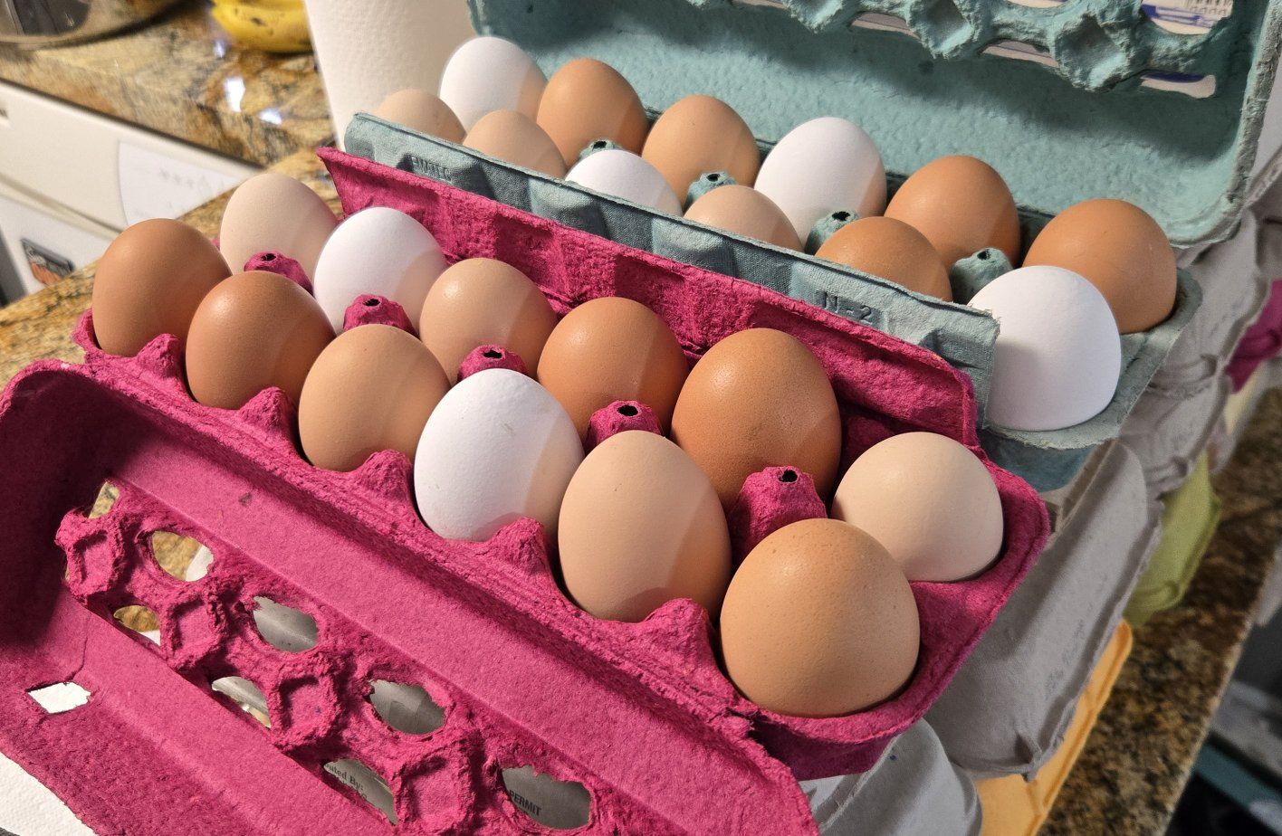 Fresh Chicken Eggs - Large, Farm-Fresh