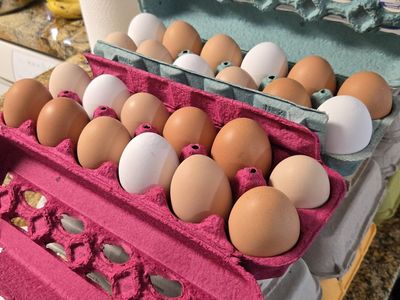 Fresh Chicken Eggs - Large, Farm-Fresh