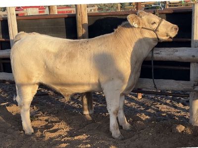4H Beef Steer
