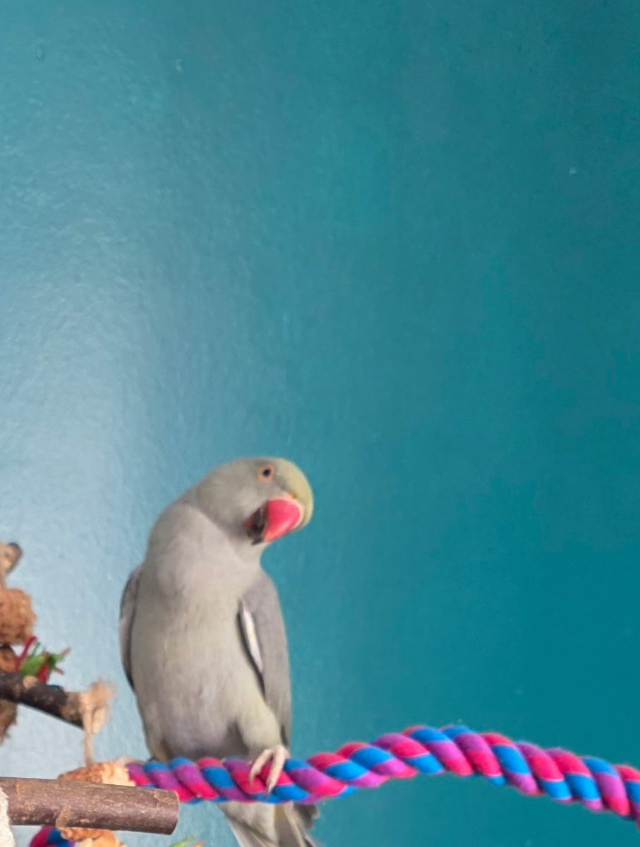 Ringneck And ParaKeet