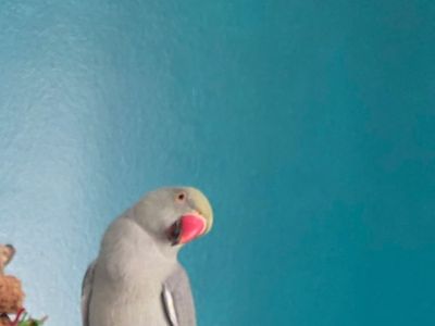Ringneck And ParaKeet