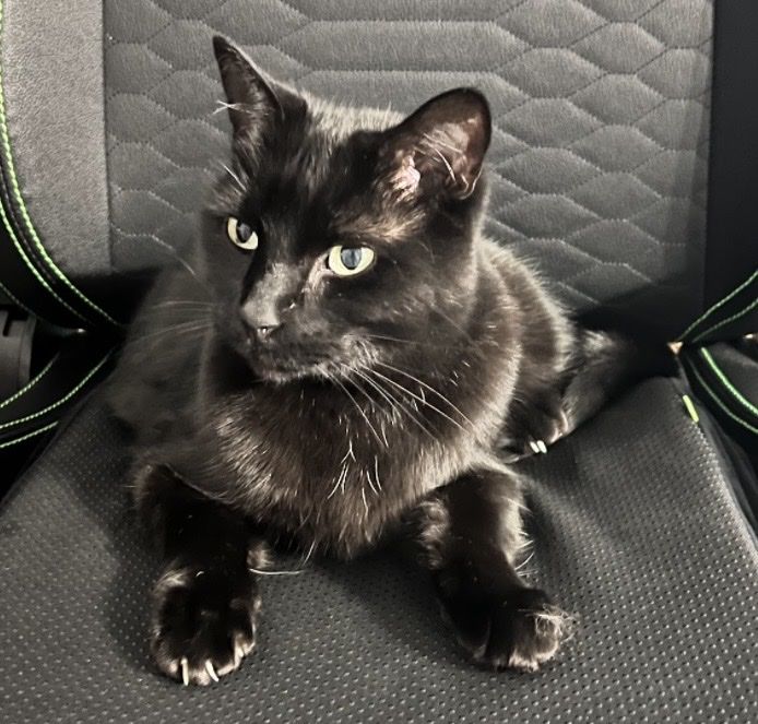 Missing black cat in West Jordan