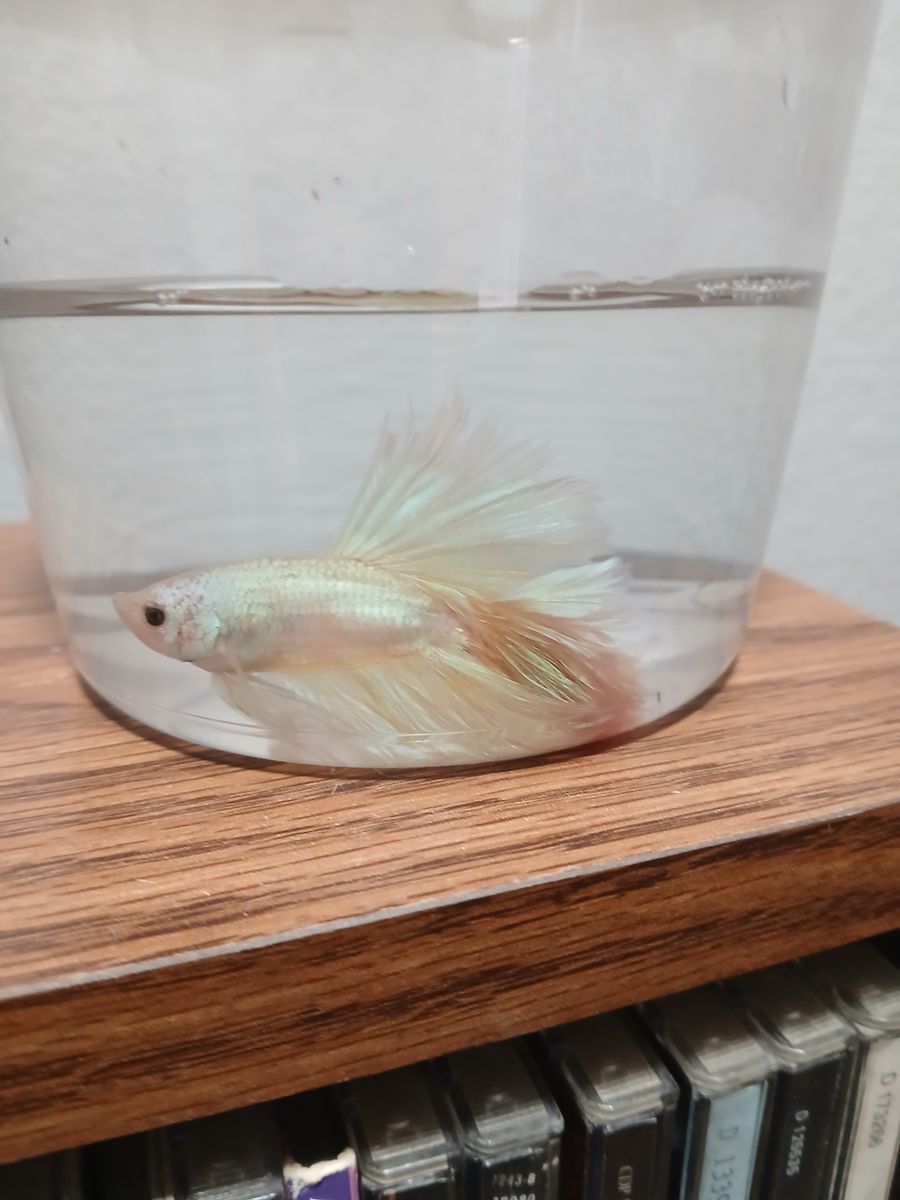 Pastel Pink And Yellow Halfmoon male Betta