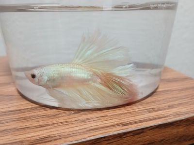 Pastel Pink And Yellow Halfmoon male Betta