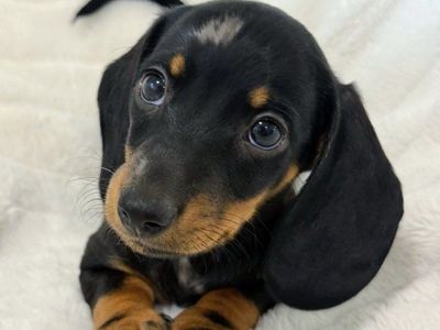 Miniature Dachshund Puppies