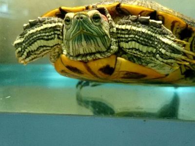 Red eared slider aquatic turtle(free)