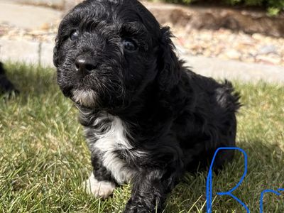Mini and Toy Aussie Doodle mix puppies
