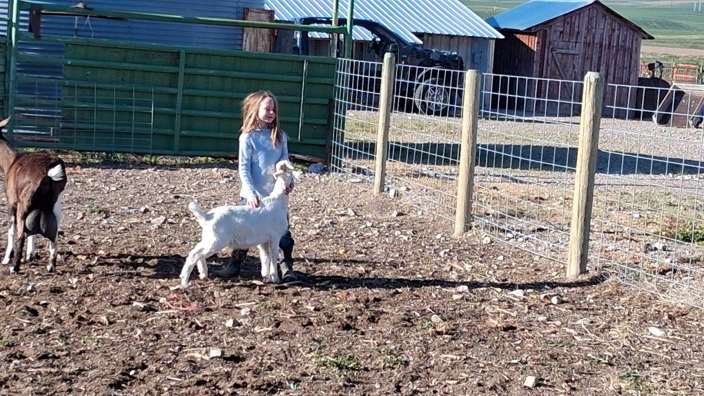 Saanen Alpine Cross Goats