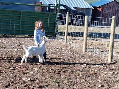 Saanen Alpine Cross Goats
