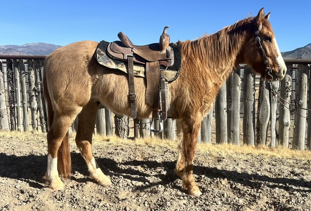 5 Year Old Grade Dun Gelding