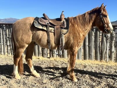 5 Year Old Grade Dun Gelding