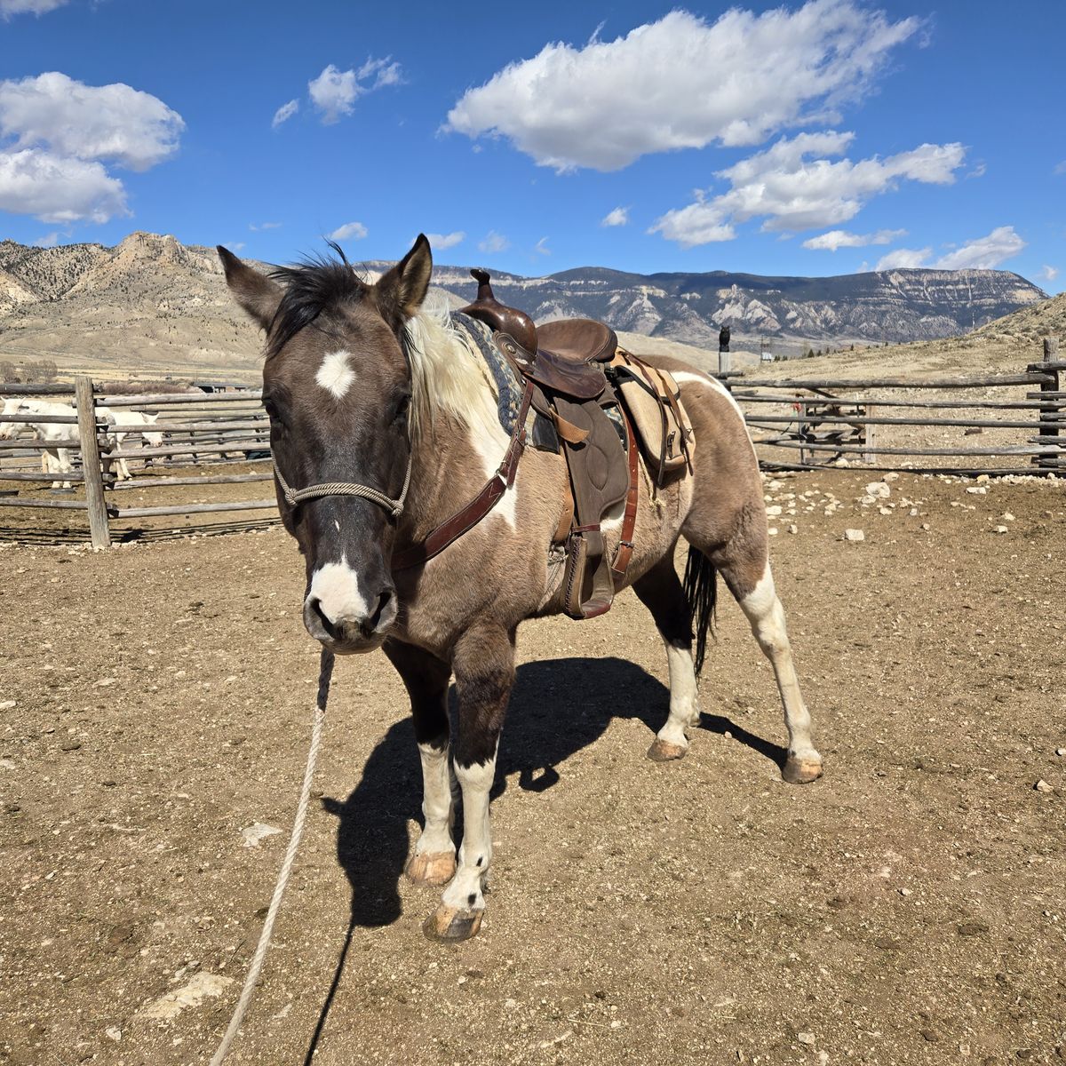 Grulla Paint Gelding