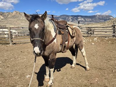 Grulla Paint Gelding