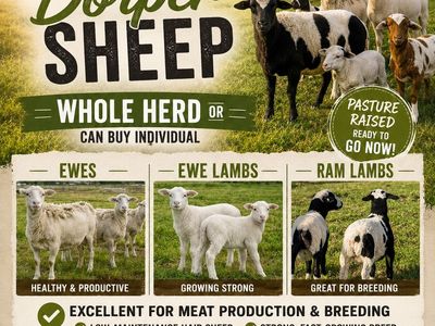 Dorper Ram lambs