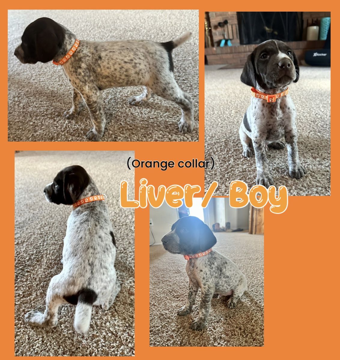 German Shorthaired Pointer (GSP) Puppies
