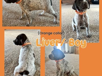 German Shorthaired Pointer (GSP) Puppies
