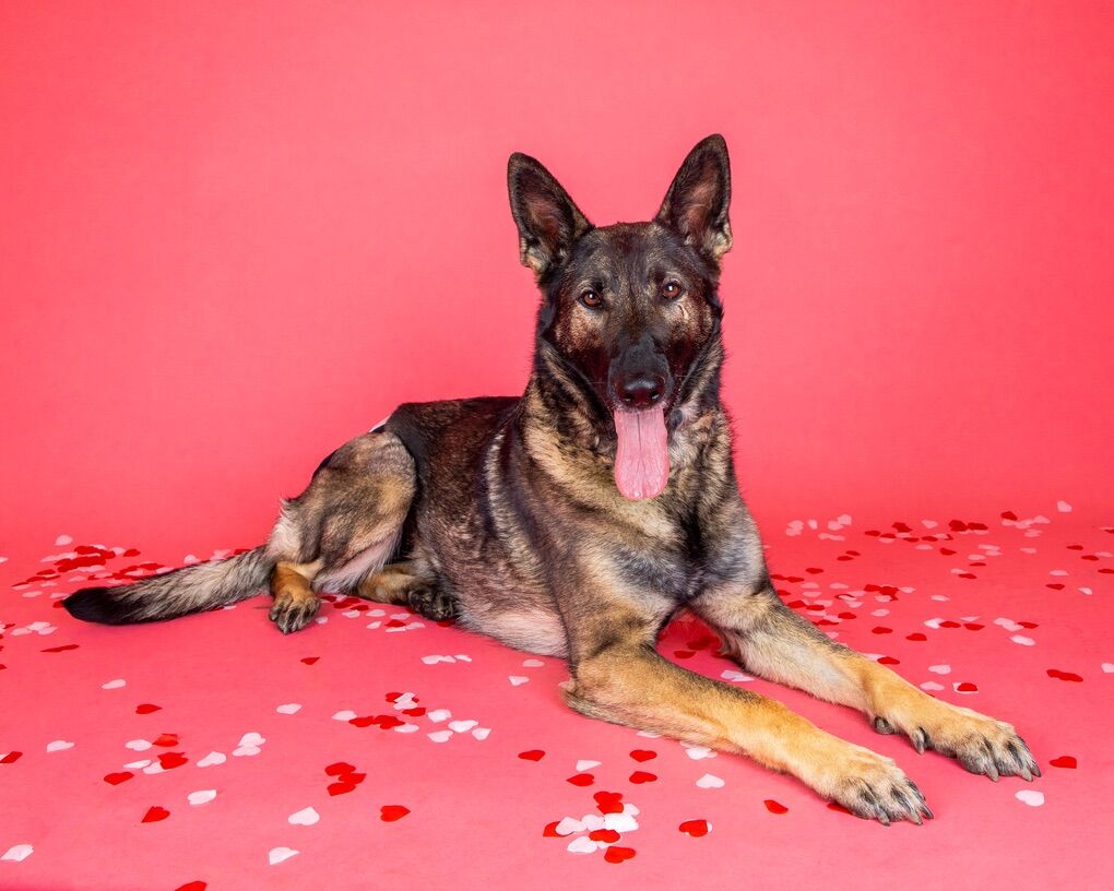 AKC German Shepherd Pups: Czech Working Line