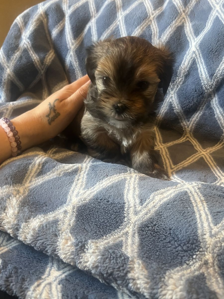 Shih Tzu/Yorkie puppies