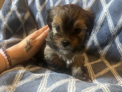Shih Tzu/Yorkie puppies