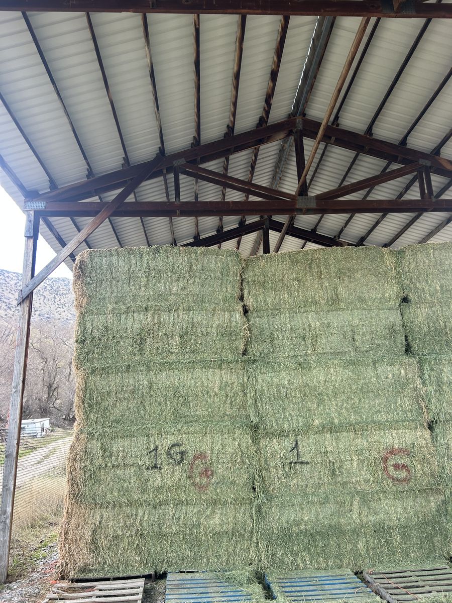 3x4 1st Crop Alfalfa