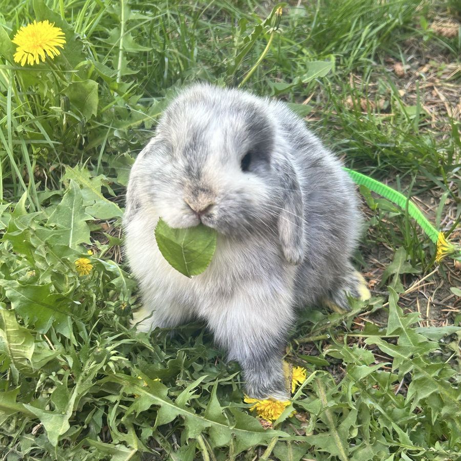 Male Holland Lop bunny