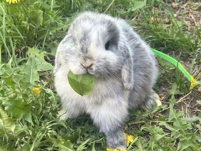 Male Holland Lop bunny