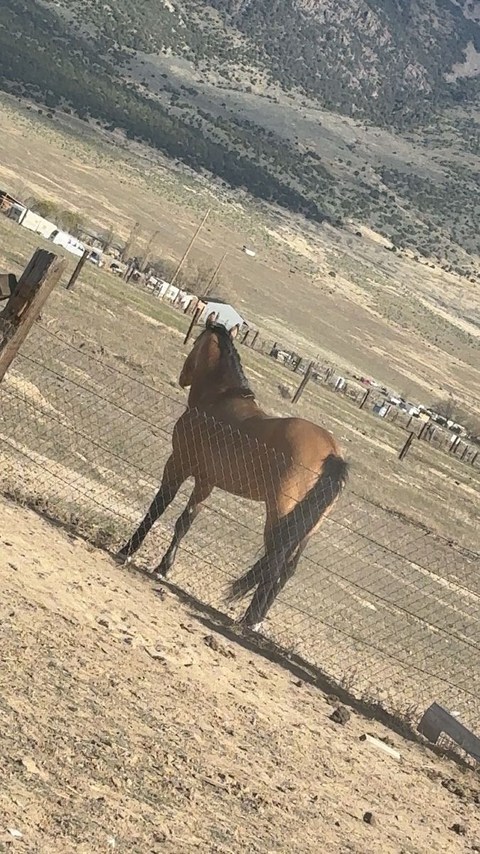 Horses