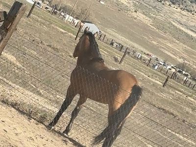 Horses