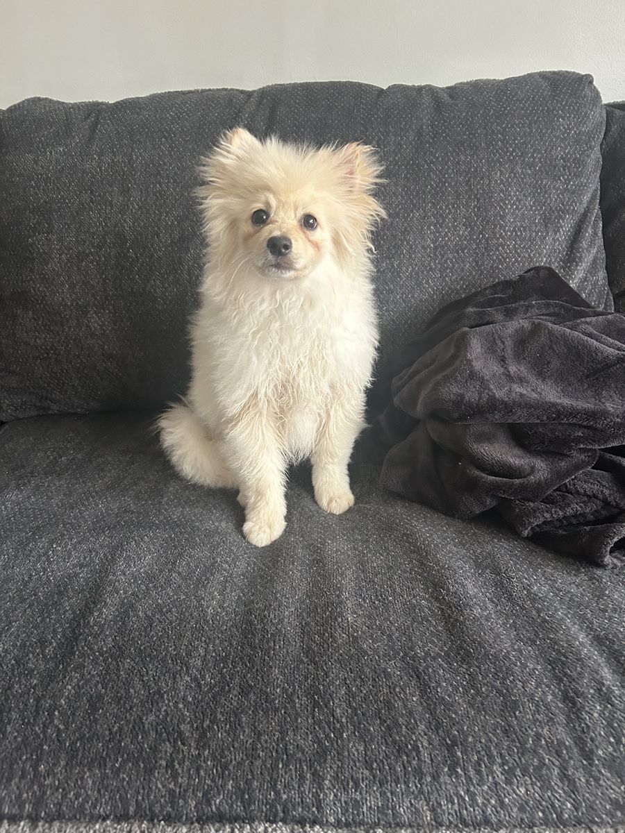 Pomeranian