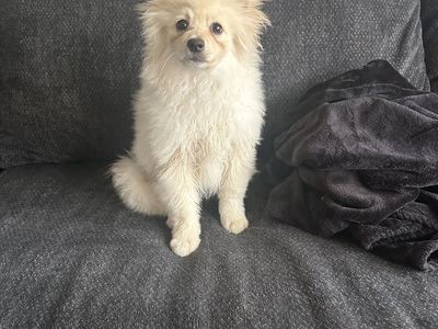 Pomeranian