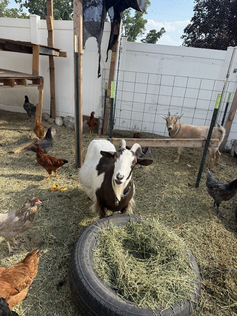 Pair of Adult Female Goats - Nigerian Dwarf & Pygmy