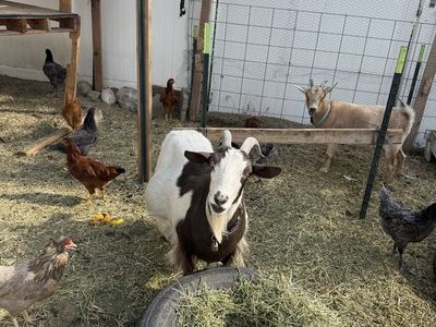 Pair of Adult Female Goats - Nigerian Dwarf & Pygmy