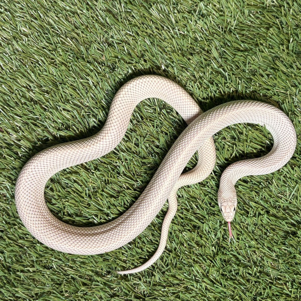 2025 Patternless Florida Pine Snake