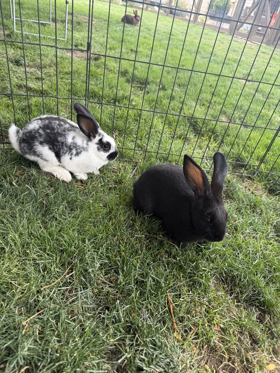 New Zealand Meat Rabbits