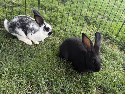 New Zealand Meat Rabbits