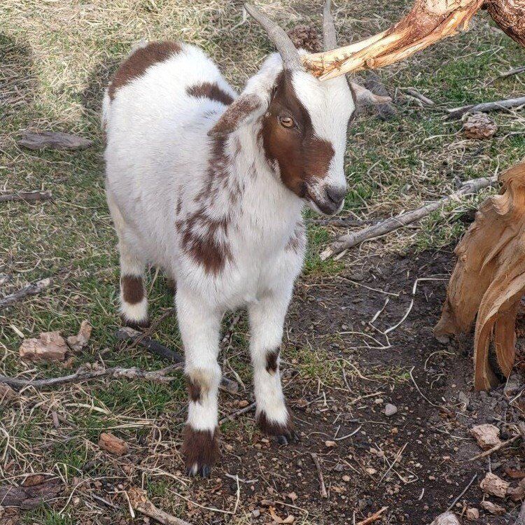 DWARF WHITE SWEET DOE 16 MONTHS OLD . FOR BREEDING, 3 YR DOE TOO