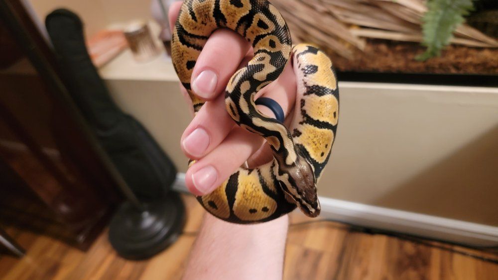 pastel ball python, food, and enclosure