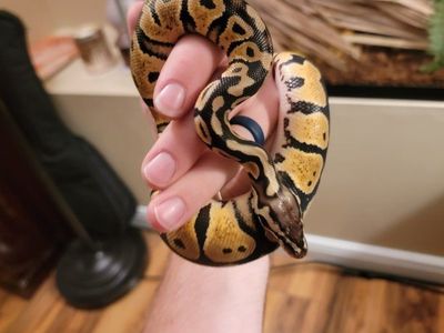 pastel ball python, food, and enclosure