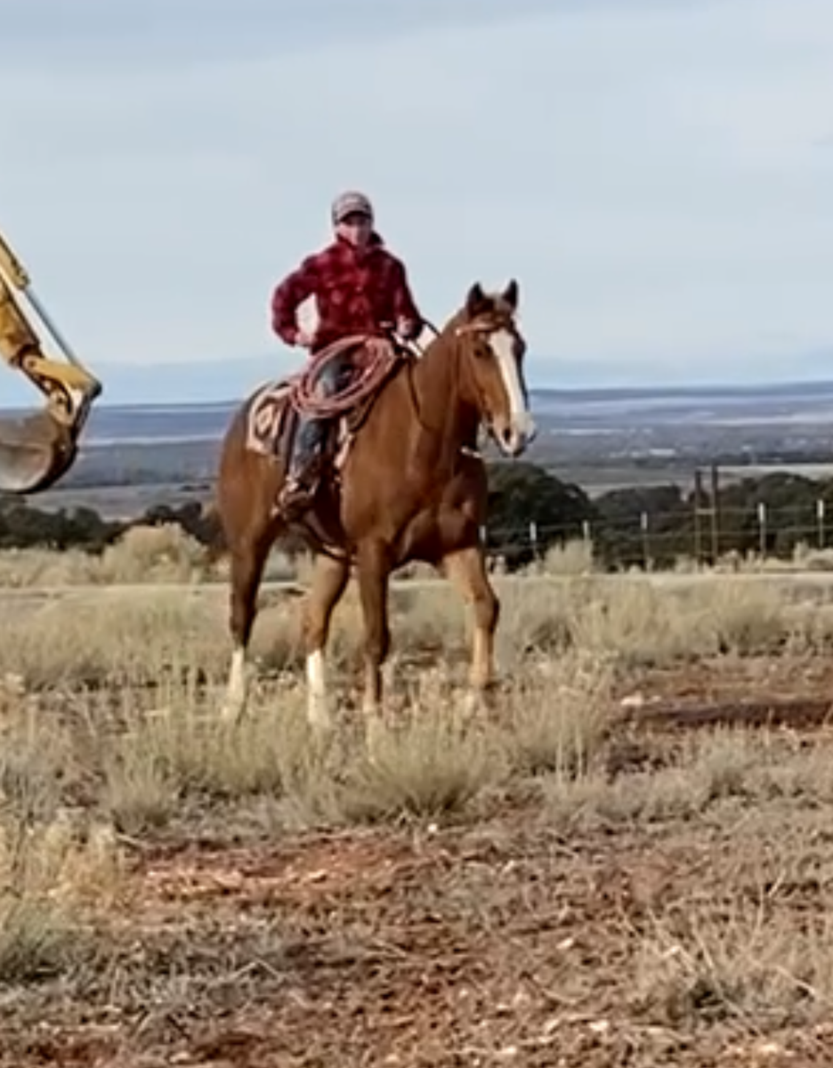 12 Year Old Ranch Gelding