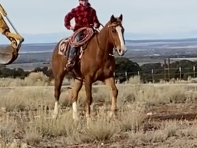 12 Year Old Ranch Gelding