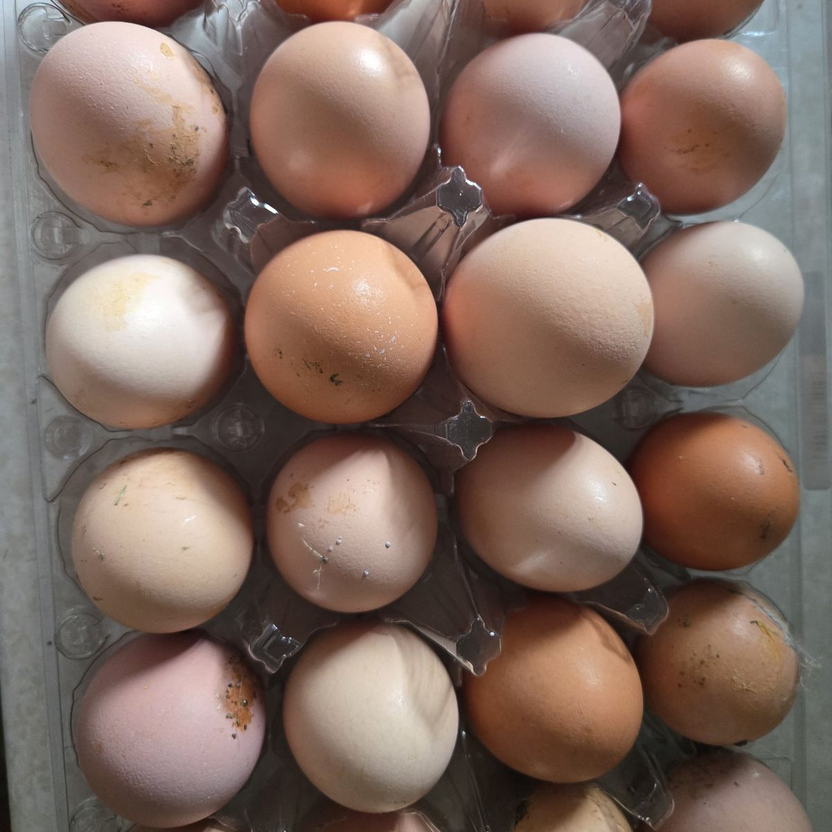 chicken eggs