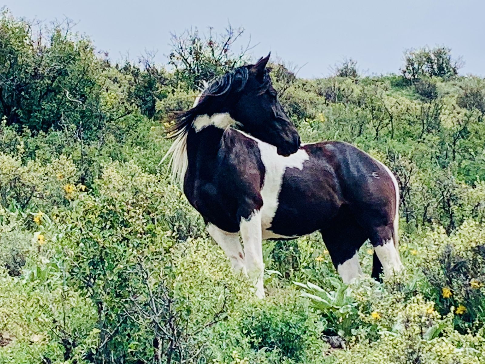 Tennessee Walker Filly