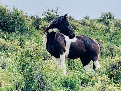 Tennessee Walker Filly