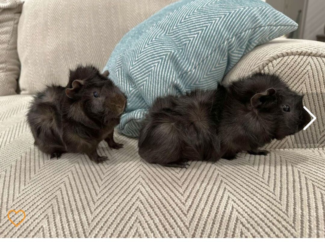 Guinea Pigs - Brothers