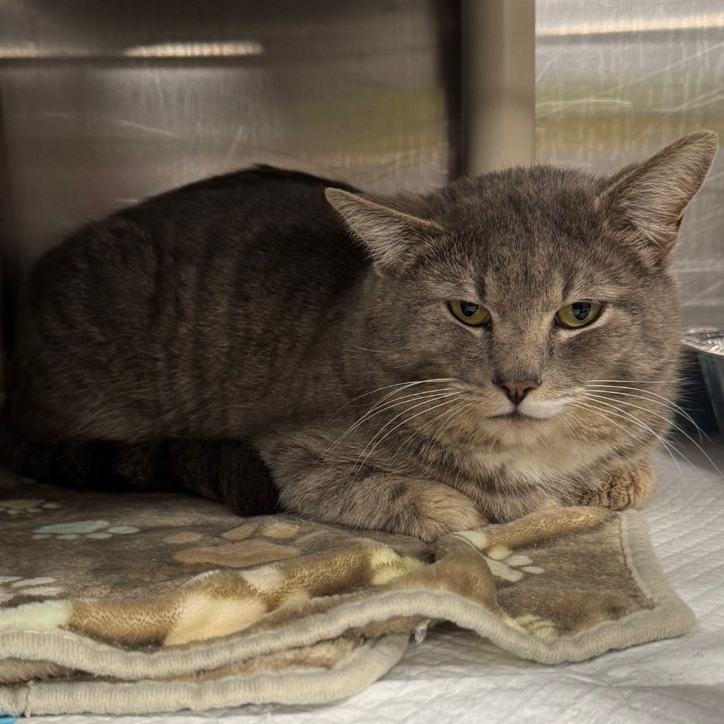 Hello my name is Mantis