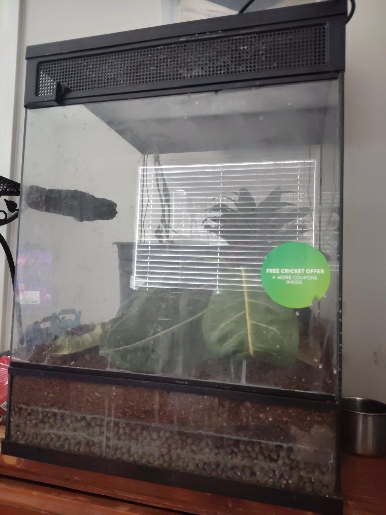 it's pet gecko $250 for tank and gecko complete setup with a gecko comes with one