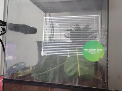it's pet gecko $250 for tank and gecko complete setup with a gecko comes with one